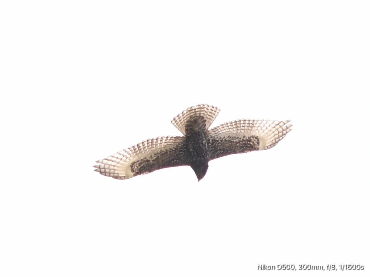 Red-tailed Hawk (Harlan's) - ML118559621