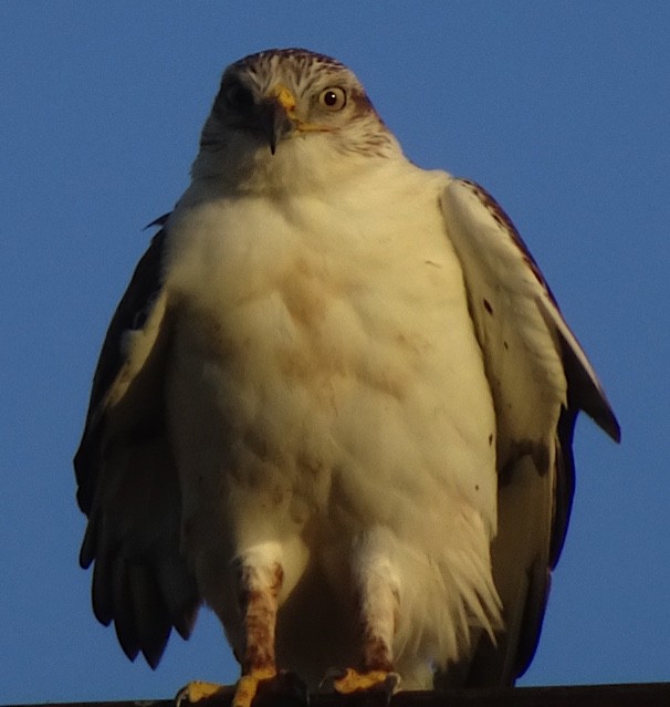 Ferruginous Hawk - Debi Shearwater