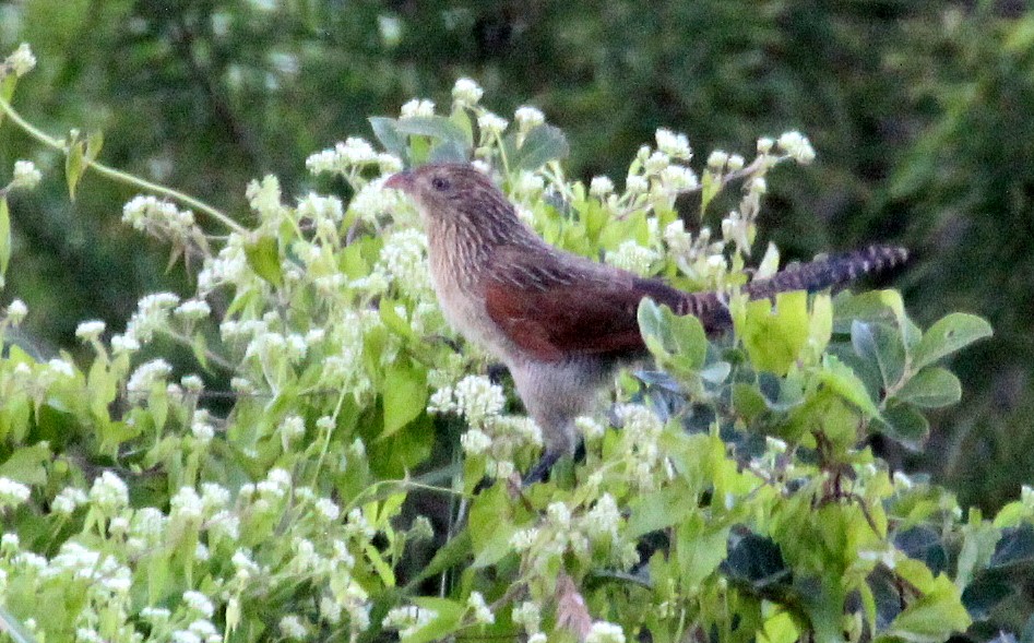 Lesser Coucal - ML118562321