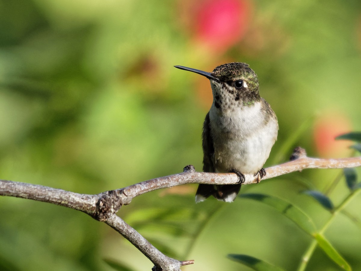 Ruby-throated Hummingbird - ML118562451