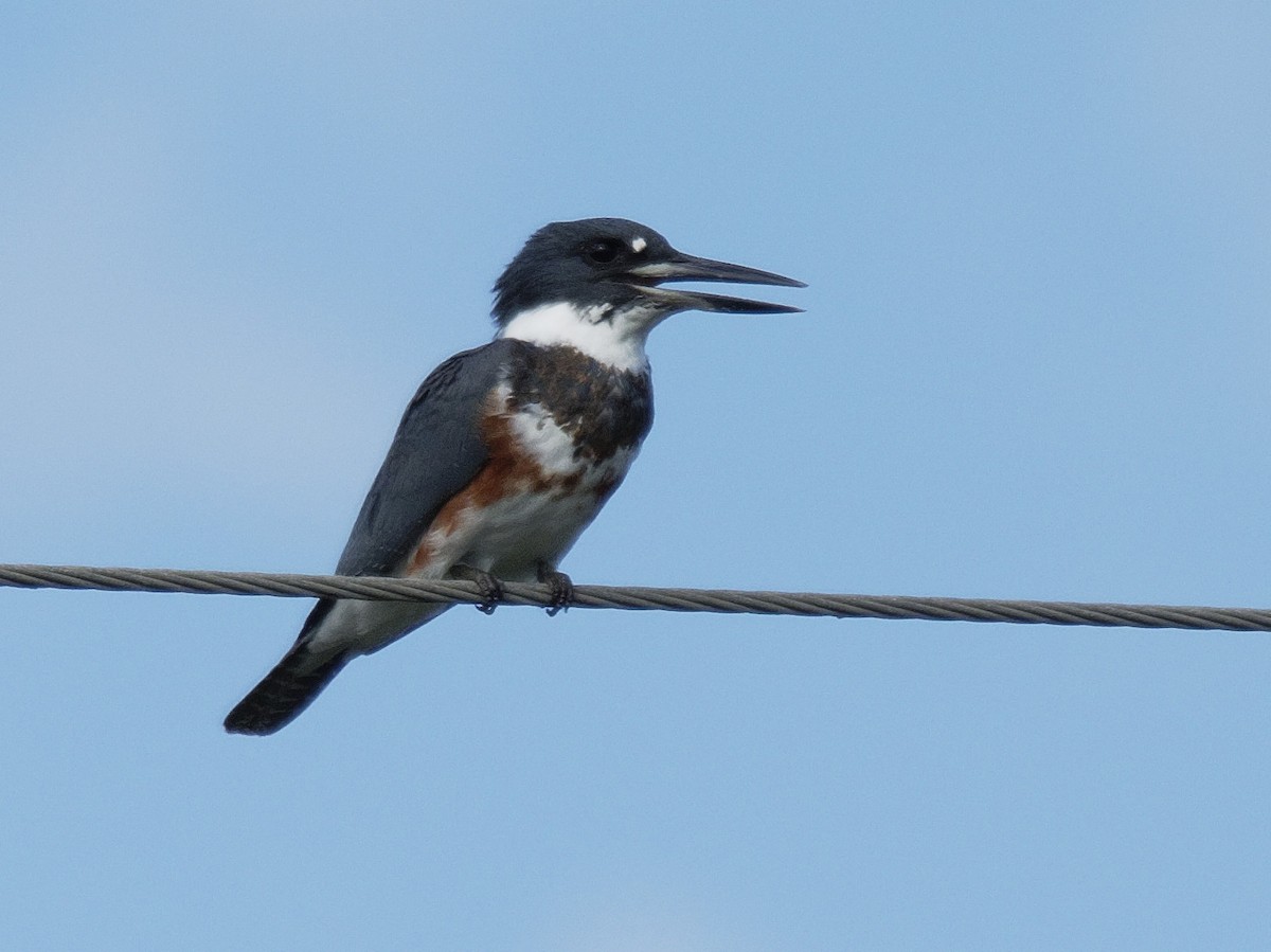 Belted Kingfisher - ML118562481