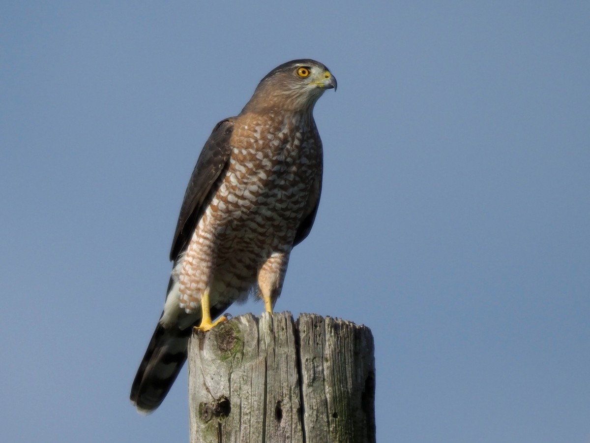 Cooper's Hawk - Dina Perry