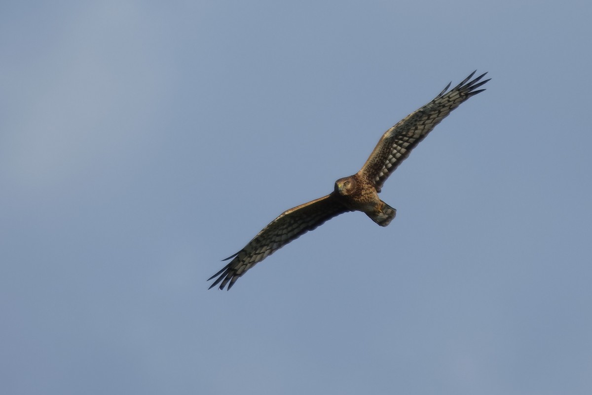 Northern Harrier - ML118562501