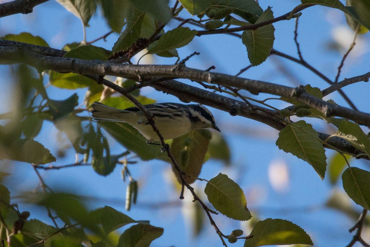 Black-throated Gray Warbler - ML118563141