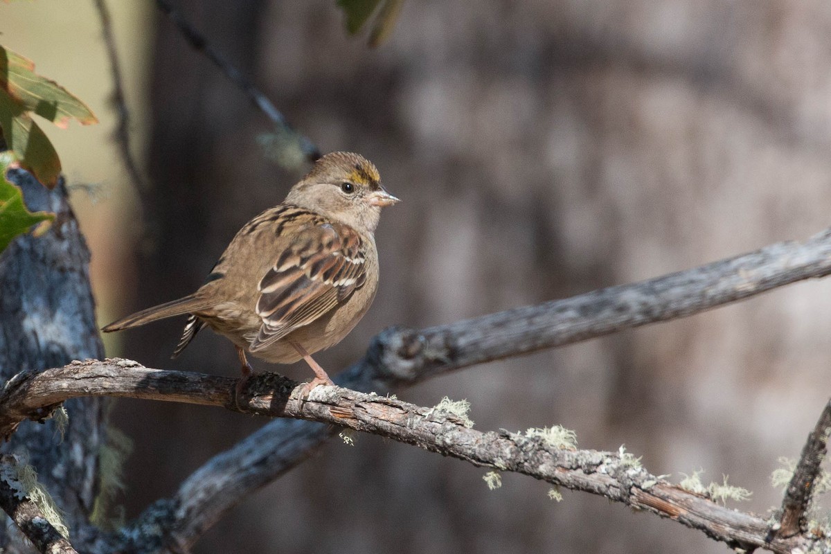 Golden-crowned Sparrow - ML118563351