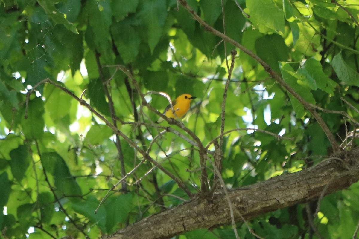 Prothonotary Warbler - ML118566331
