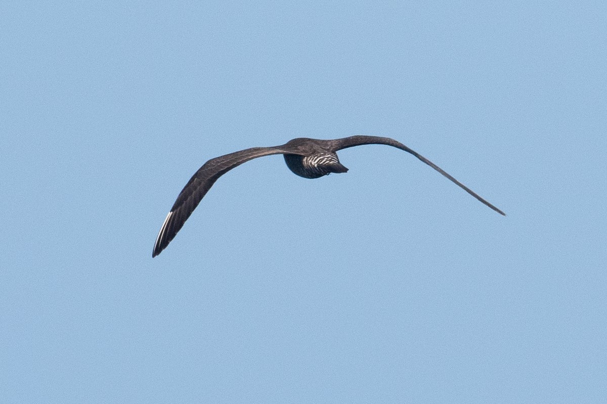 Long-tailed Jaeger - ML118568461