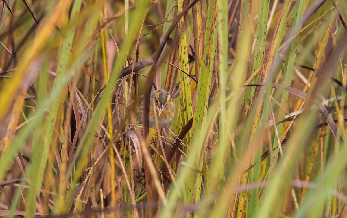 Nelson's Sparrow - ML118568671