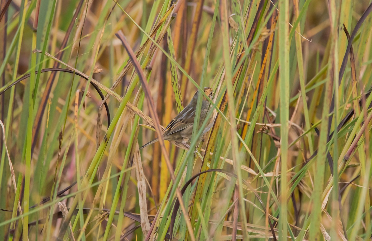 Nelson's Sparrow - ML118568681