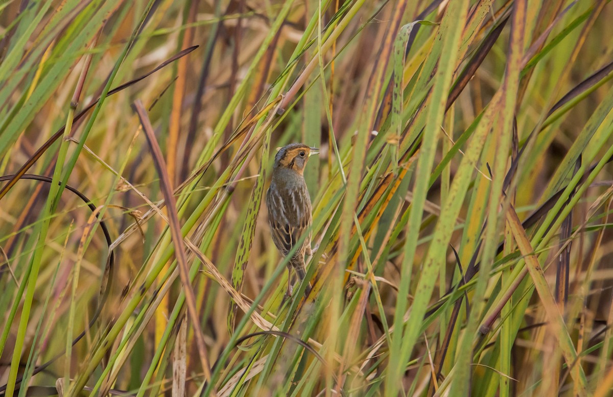 Nelson's Sparrow - ML118568691