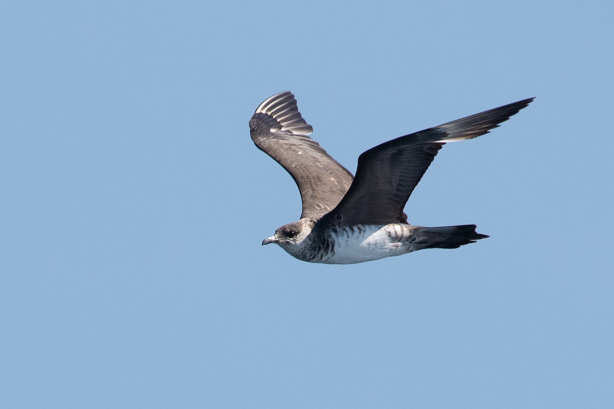 Pomarine Jaeger - Adam Jackson