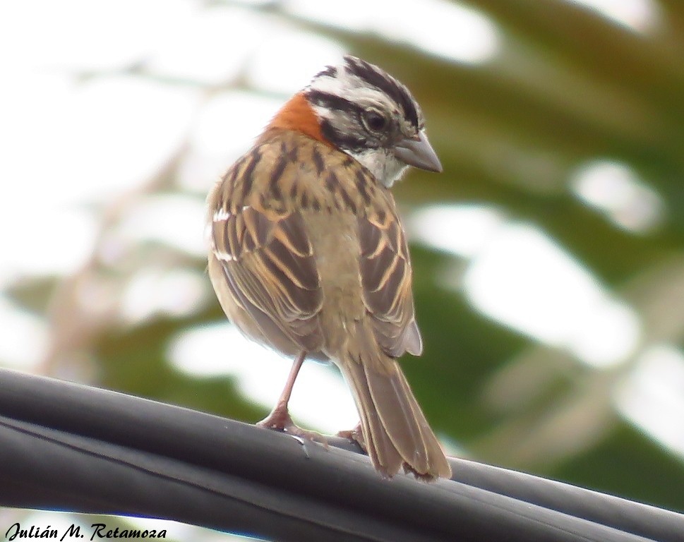 Rufous-collared Sparrow - ML118571781