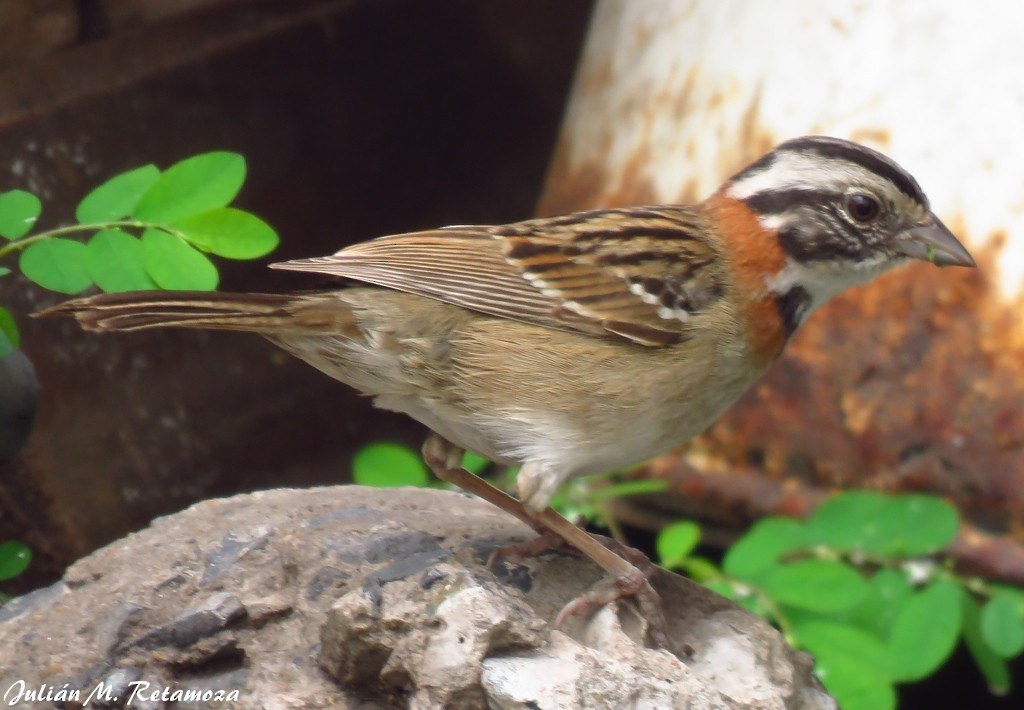 Rufous-collared Sparrow - ML118571791