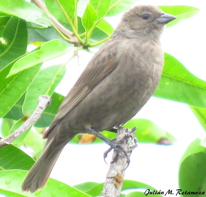 Shiny Cowbird - Julián Retamoza