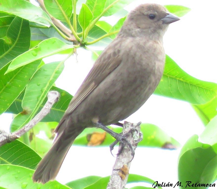 Shiny Cowbird - Julián Retamoza