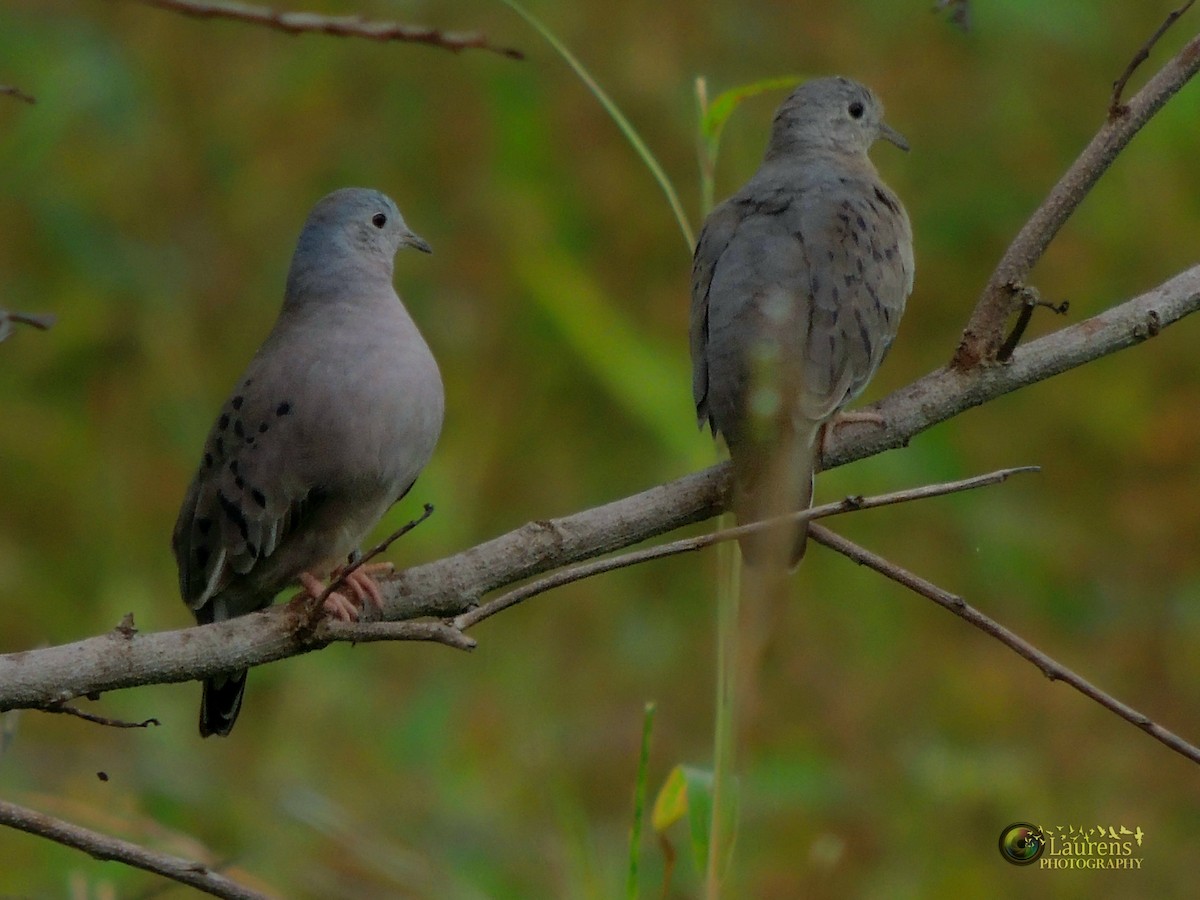 Plain-breasted Ground Dove - ML118572791