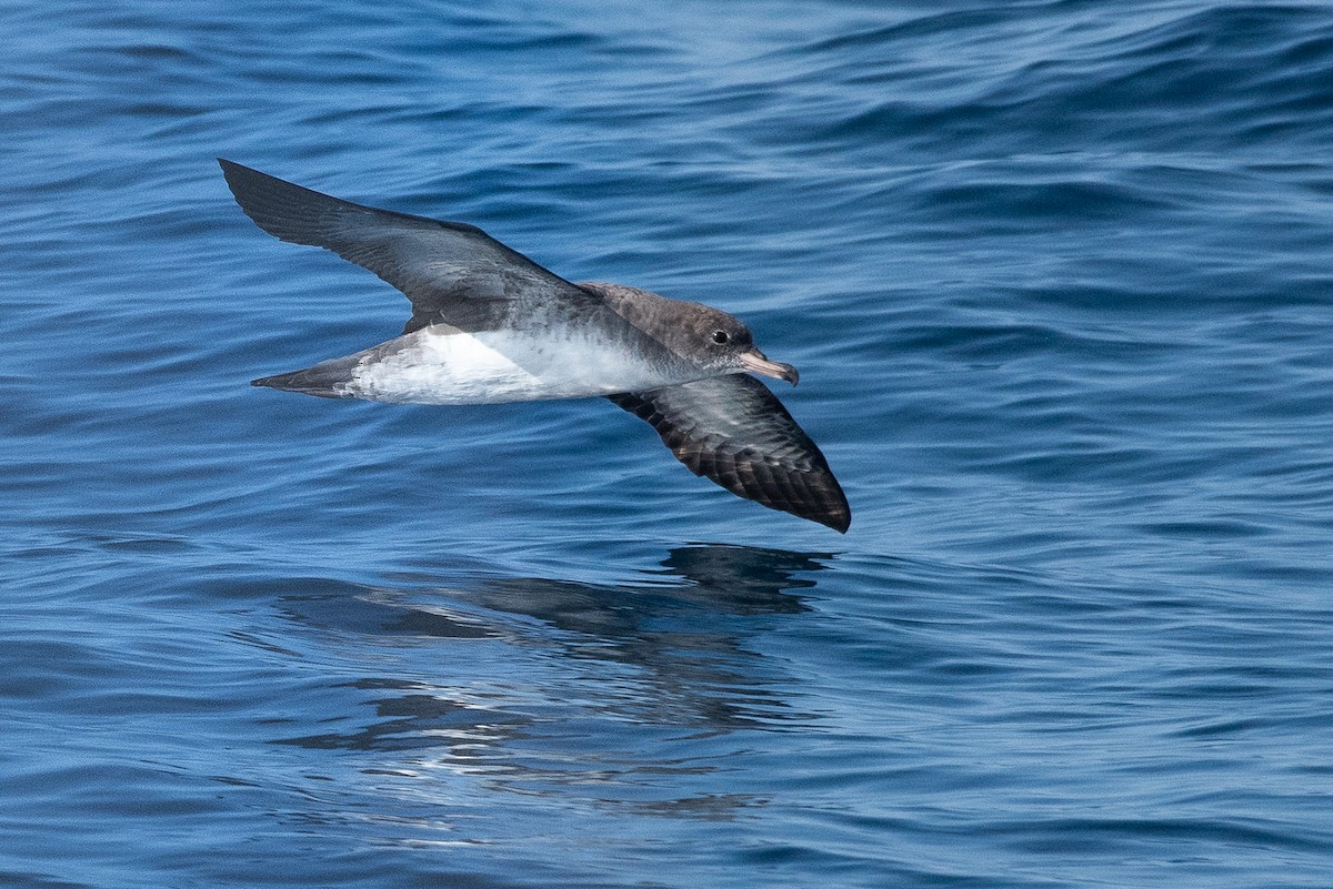 Pink-footed Shearwater - ML118574671