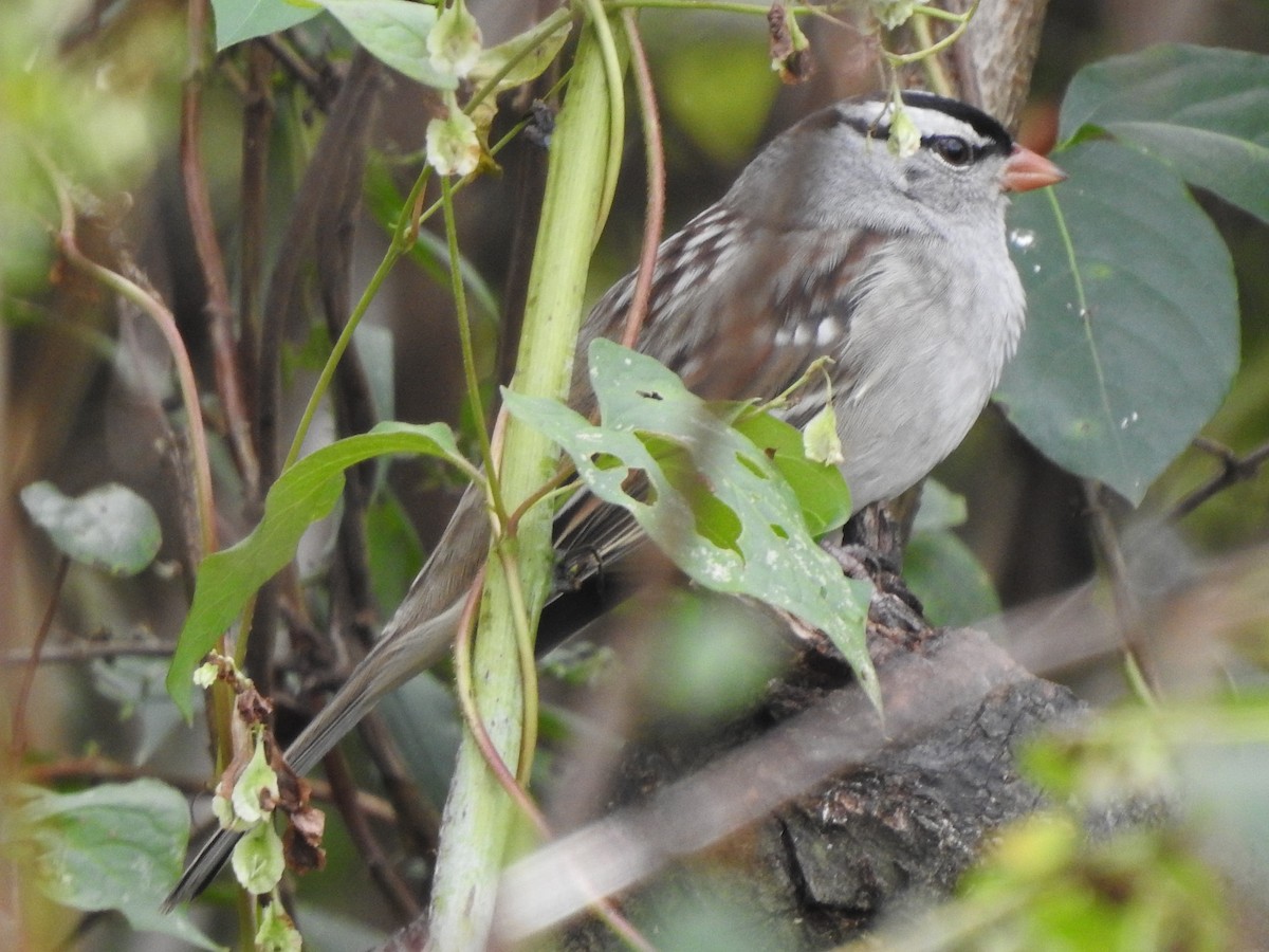 Bruant à couronne blanche (leucophrys) - ML118575611