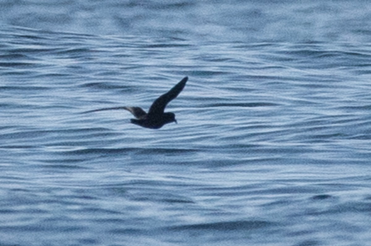 Black Storm-Petrel - ML118575711