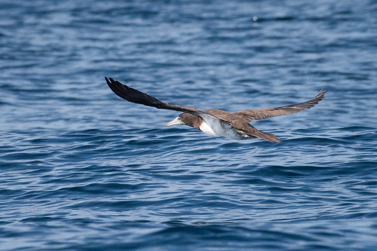 Cocos Booby - ML118576151