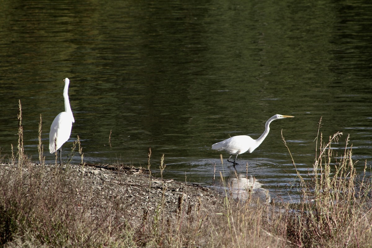 Great Egret - ML118576921