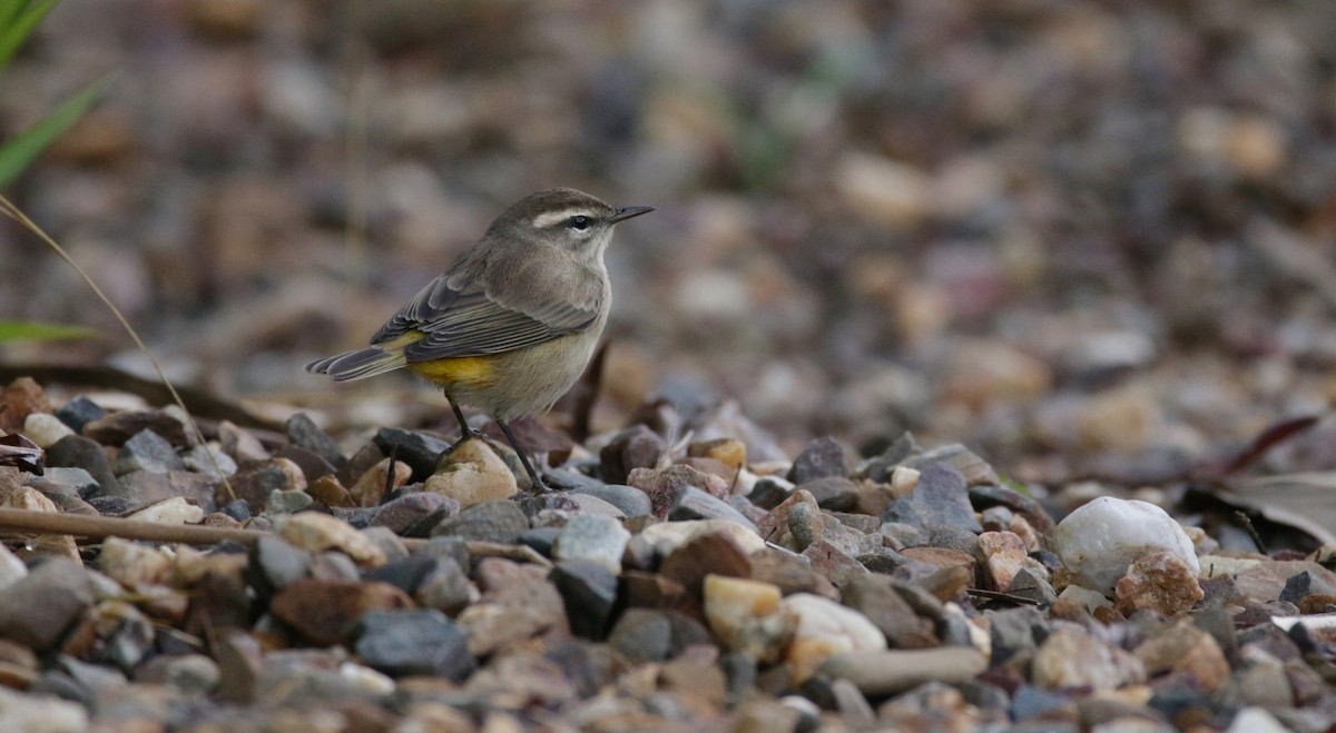 Palm Warbler - ML118578441