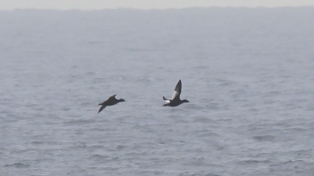 White-winged Scoter - ML118578801