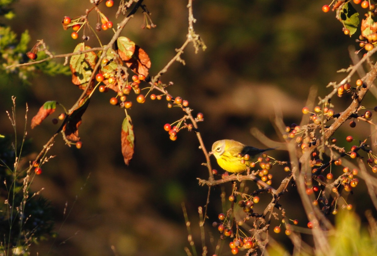 Prairie Warbler - Taylor Sturm