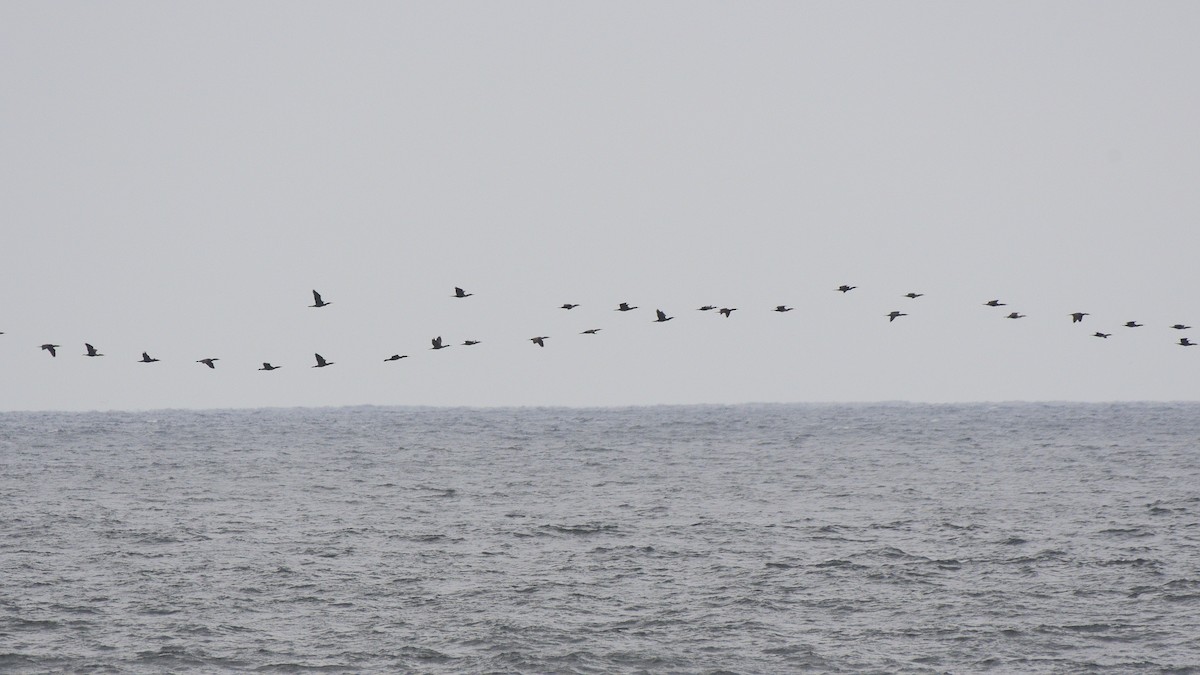 Double-crested Cormorant - ML118580281