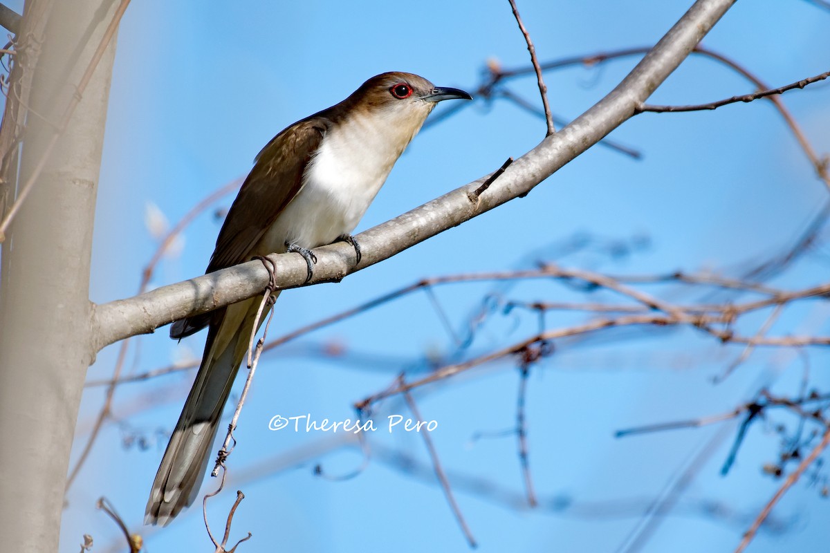 Black-billed Cuckoo - Theresa Pero