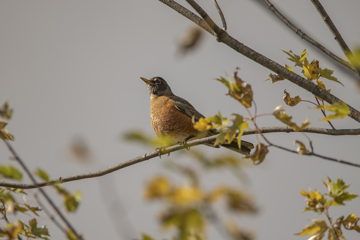 American Robin - ML118581951