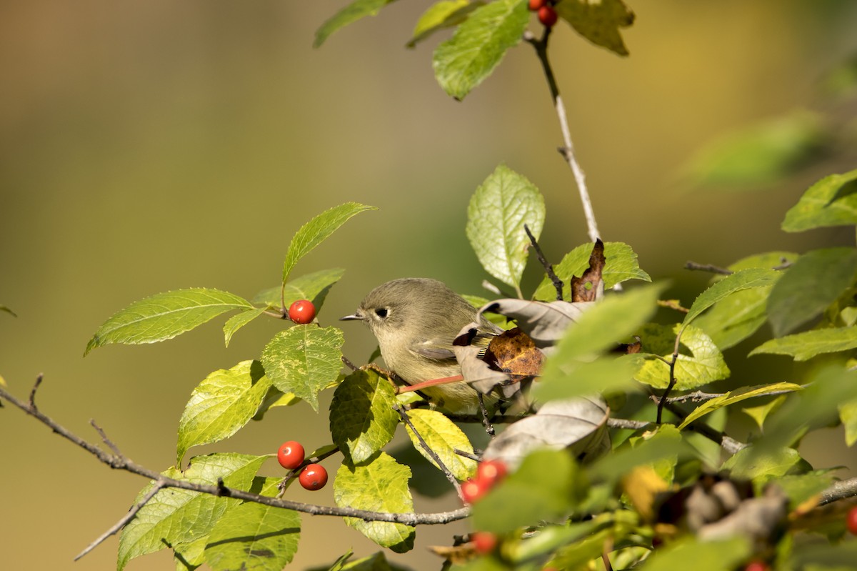 Roitelet à couronne rubis - ML118582451