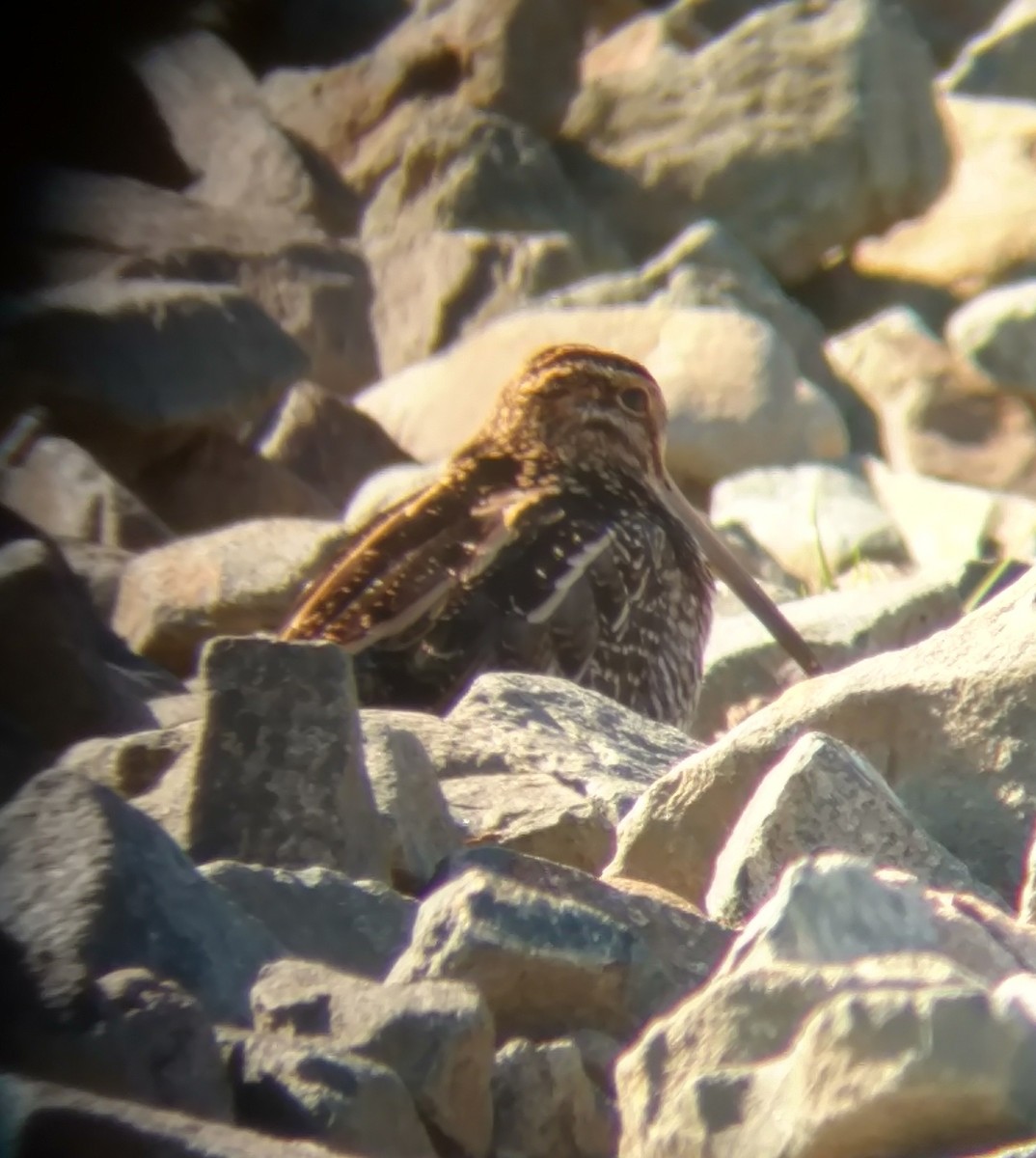 Wilson's Snipe - Heather Voboril