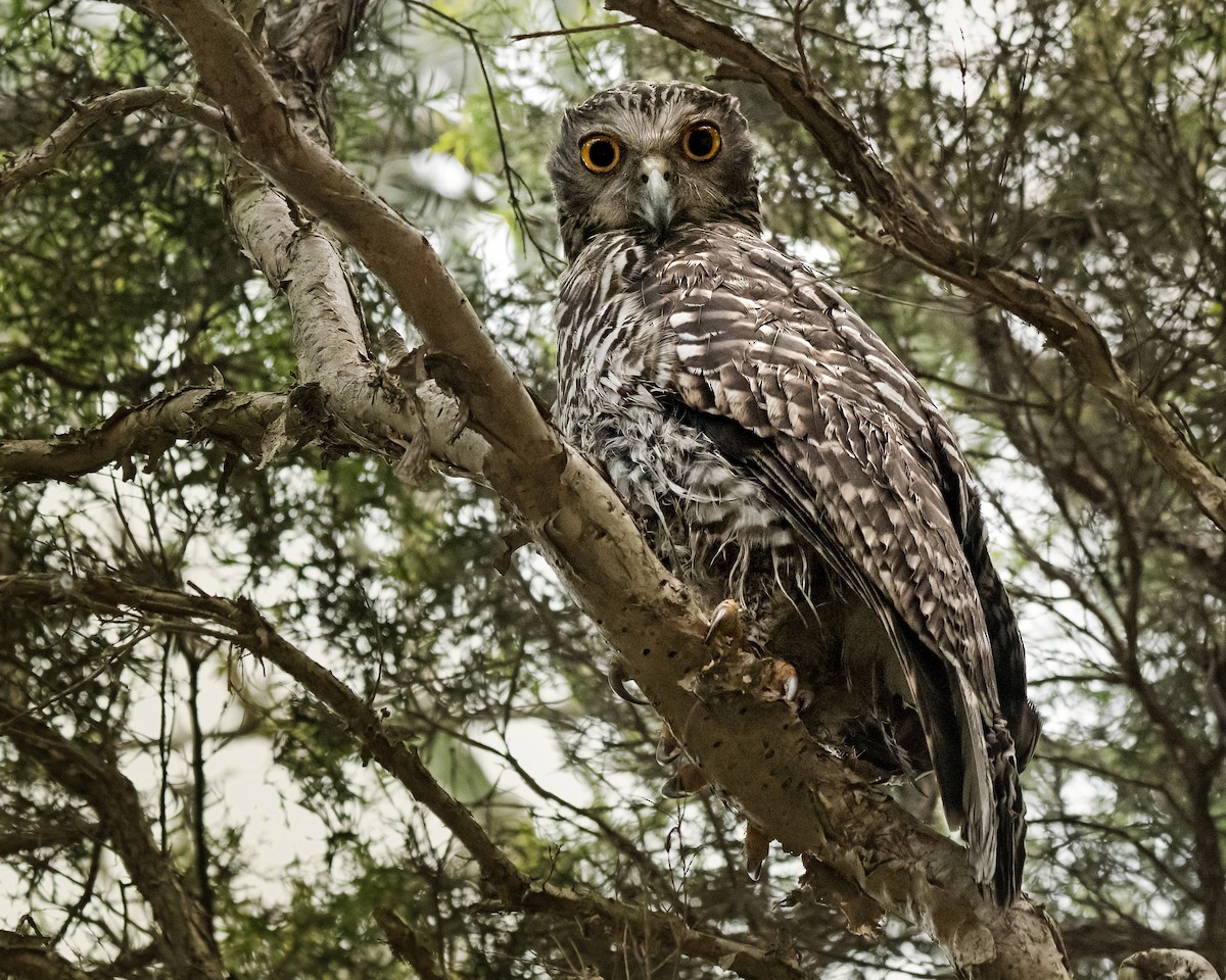 Powerful Owl - Hayley Alexander