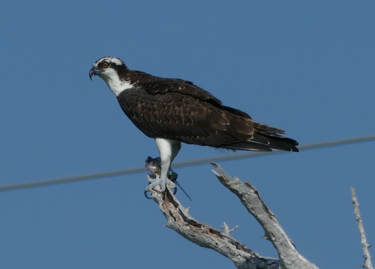 Arrano arrantzalea (carolinensis) - ML118588791