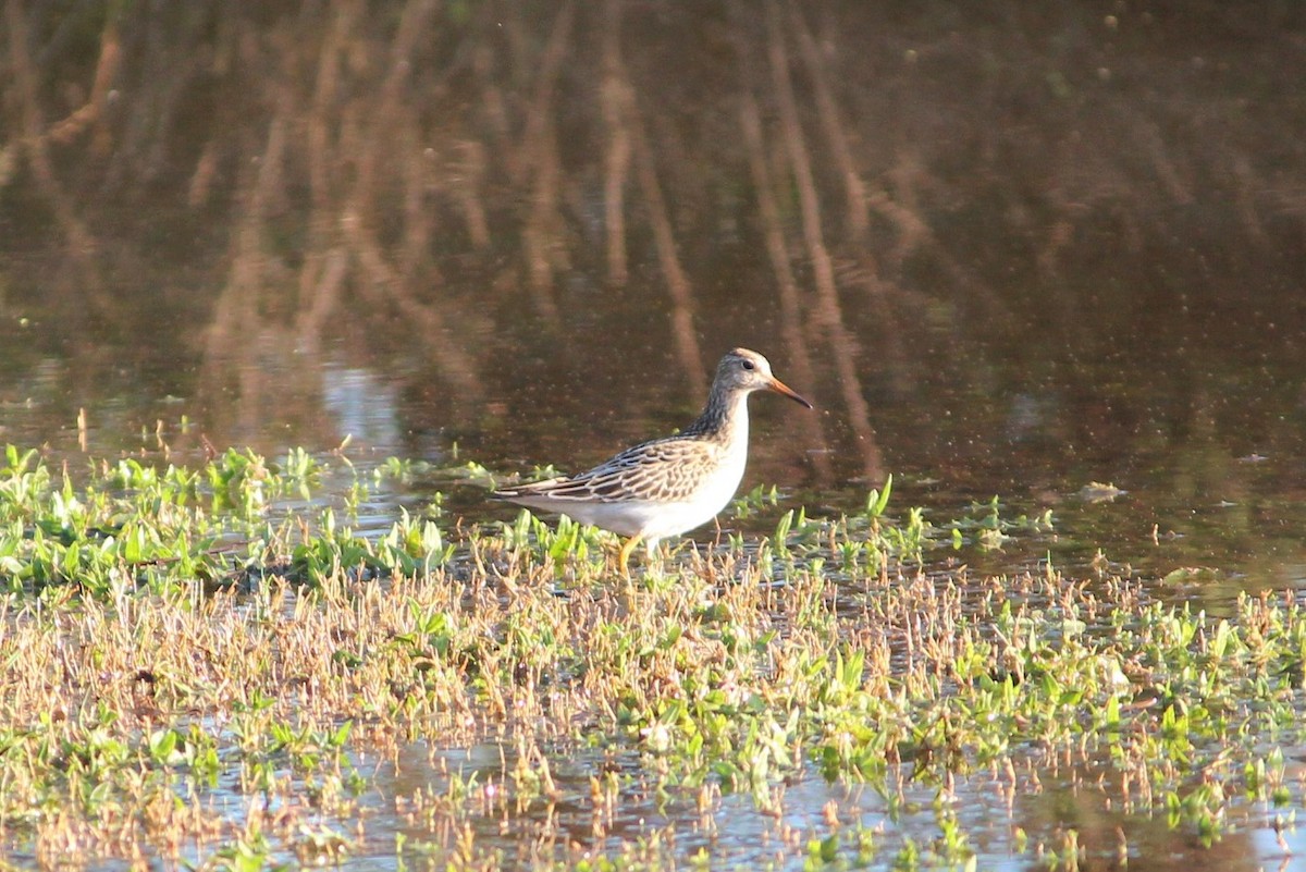 Pectoral Sandpiper - ML118591611