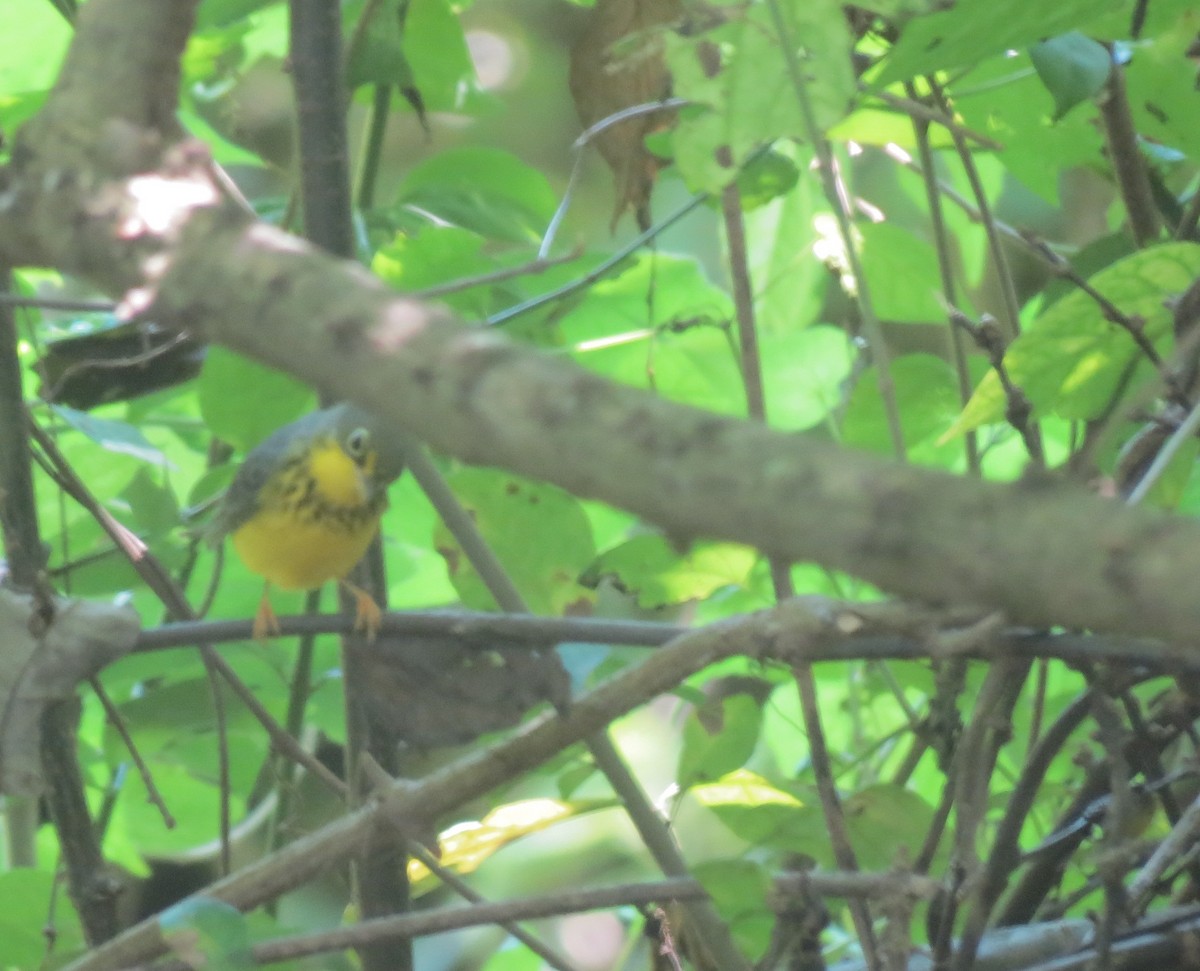 Canada Warbler - ML118592121