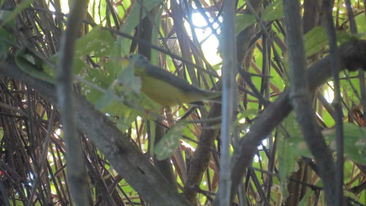 Canada Warbler - ML118592151