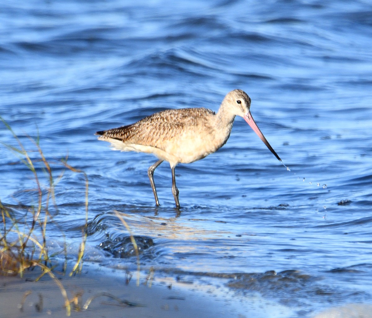Marbled Godwit - Michael Hardy