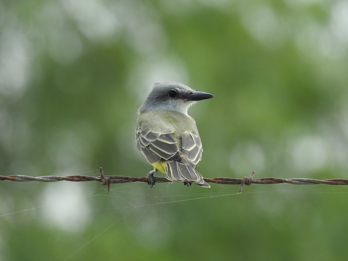 Tropical Kingbird - Daniel Horton