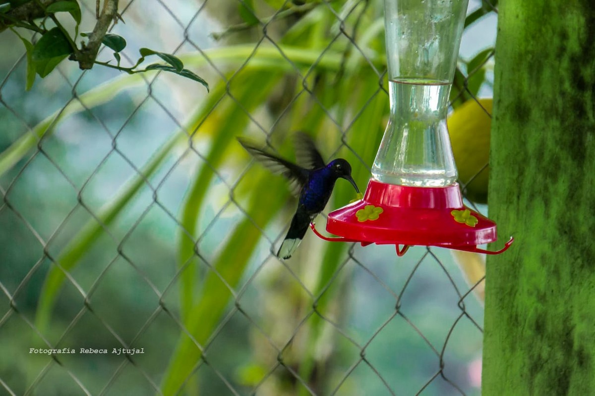 Colibrí Morado - ML118597581