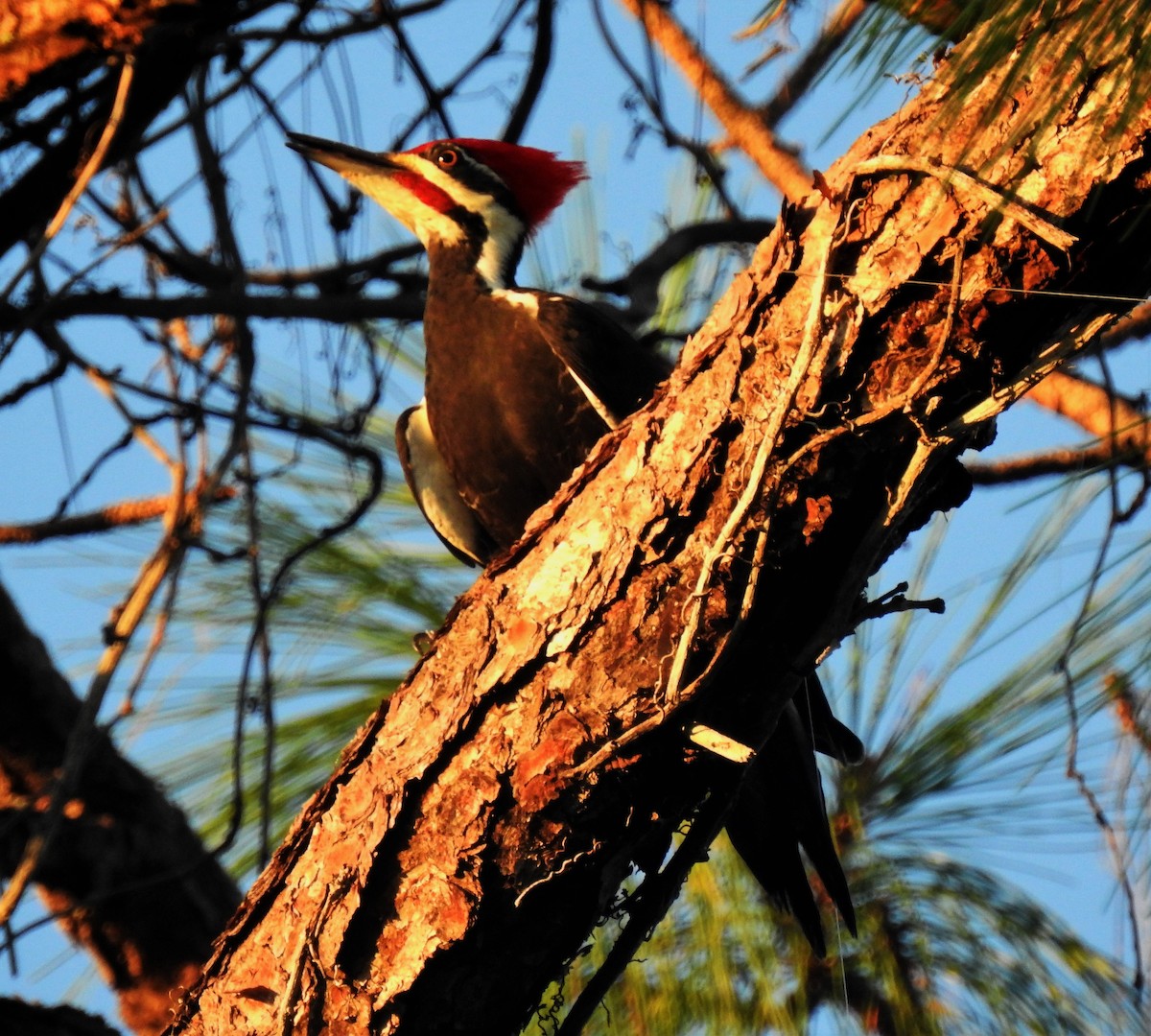 Pileated Woodpecker - ML118599681