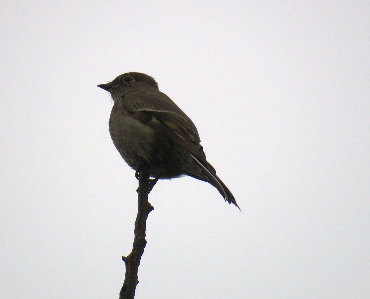 Townsend's Solitaire - ML118600661