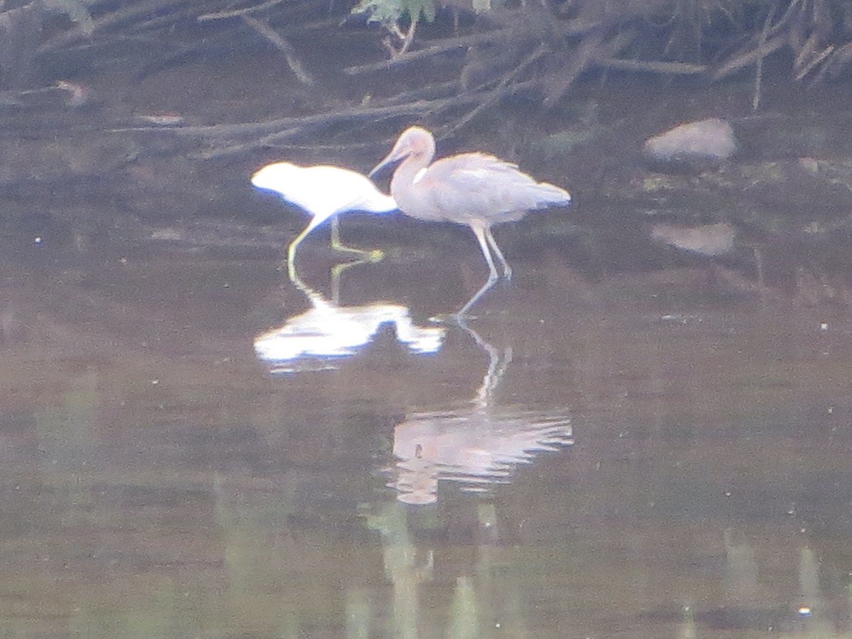 Reddish Egret - ML118603111