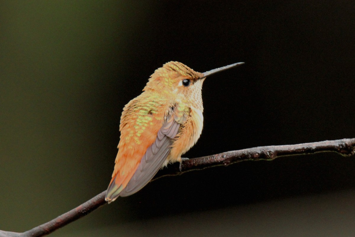 Rufous Hummingbird - Tony Battiste