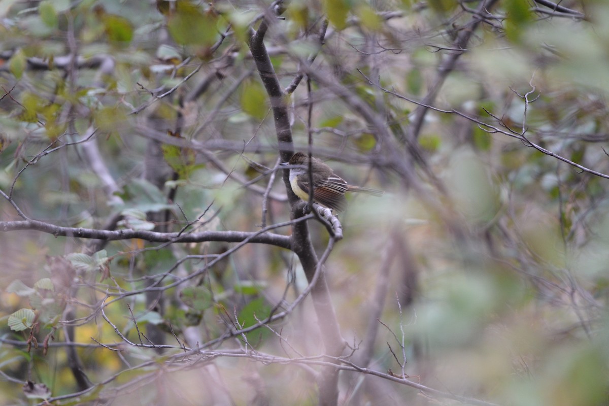 Great Crested Flycatcher - ML118604871