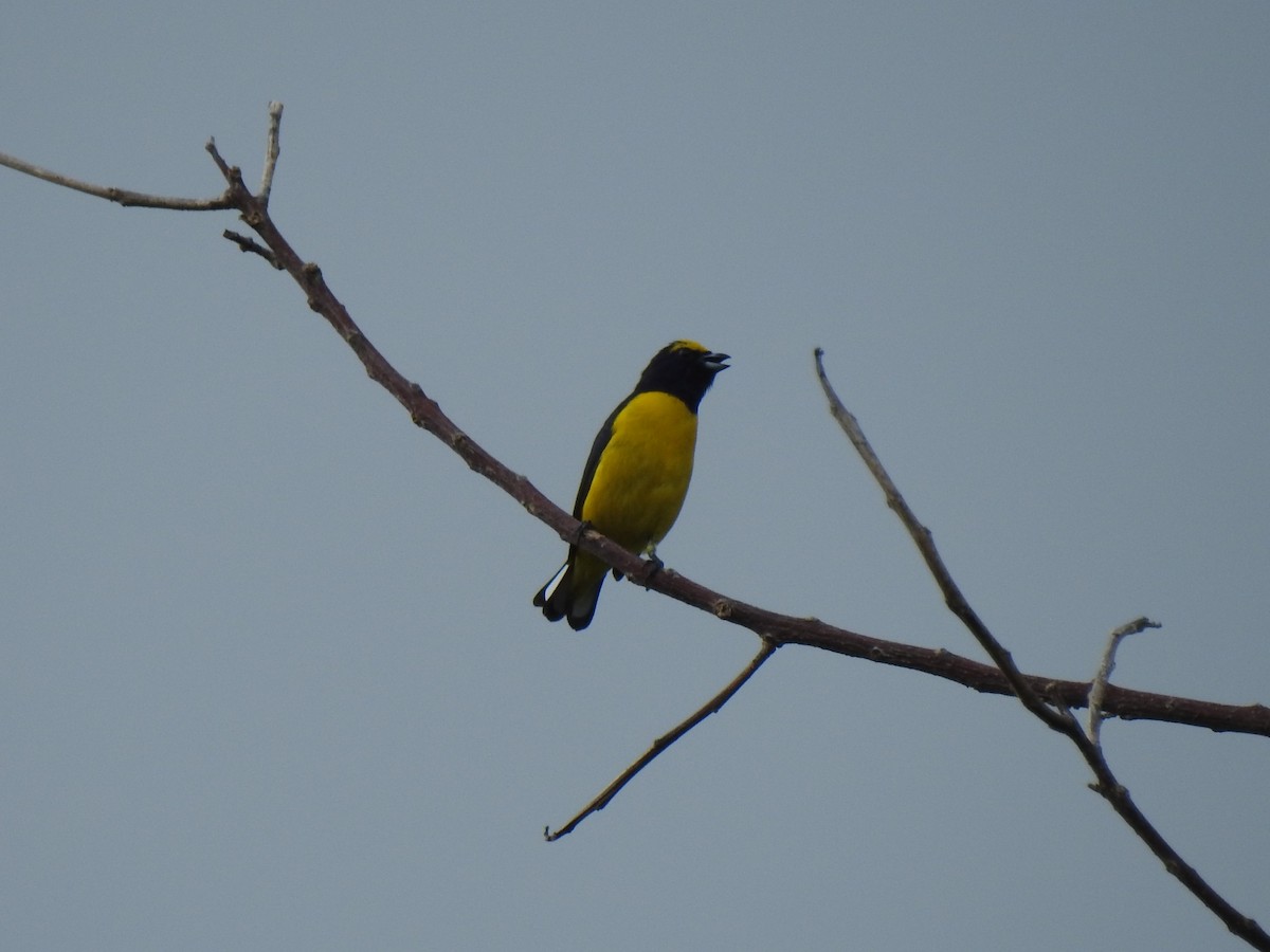 Scrub Euphonia - ML118605941