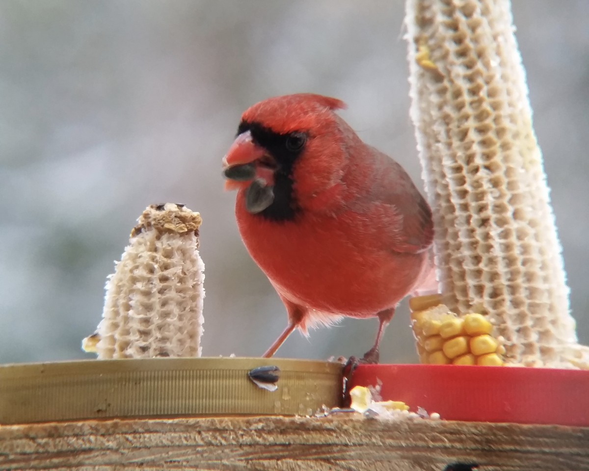 Northern Cardinal - ML118608111