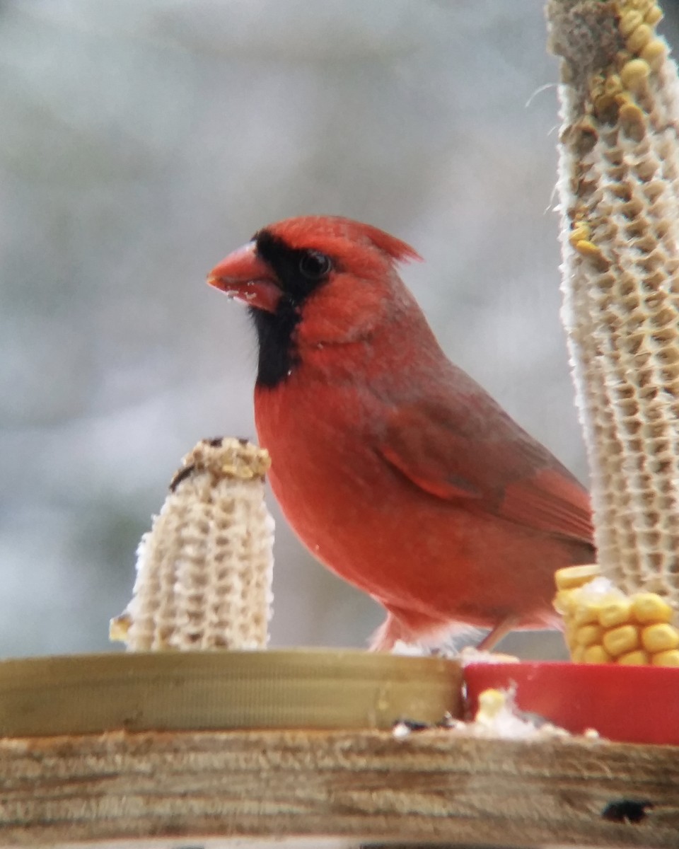 Northern Cardinal - ML118608221