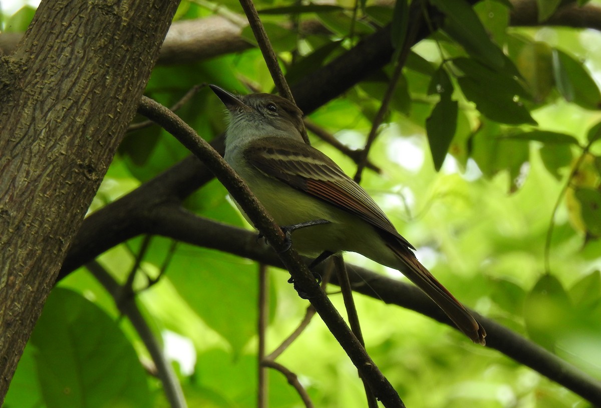 Brown-crested Flycatcher - ML118608811